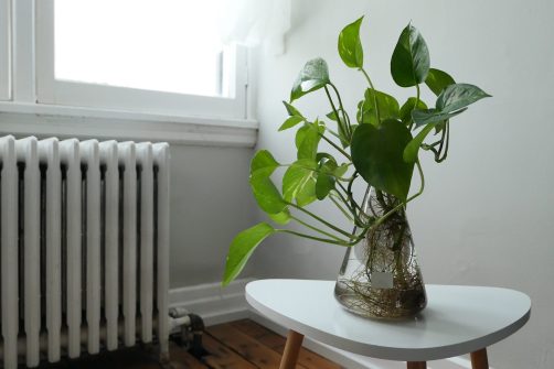 pothos plant growing in water