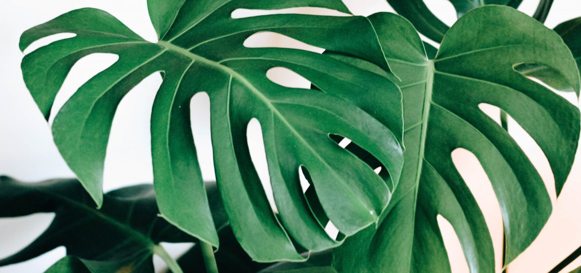 Monstera Plant Leaves