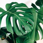 Monstera Plant Leaves