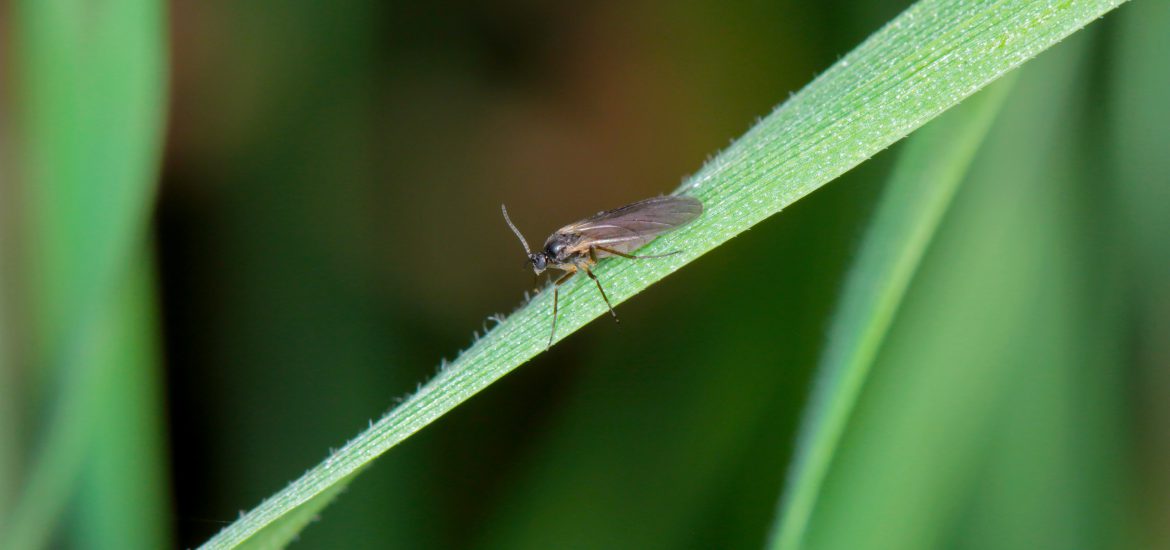 fungus gnats