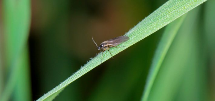 fungus gnats